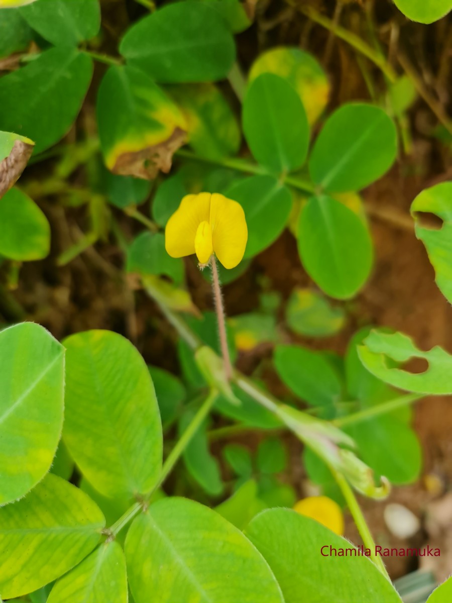 Arachis pintoi Krapov. & W.C.Greg.